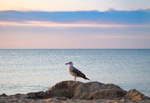 mouette-plage