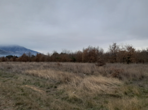 photo-emeraude-vinca-terrain